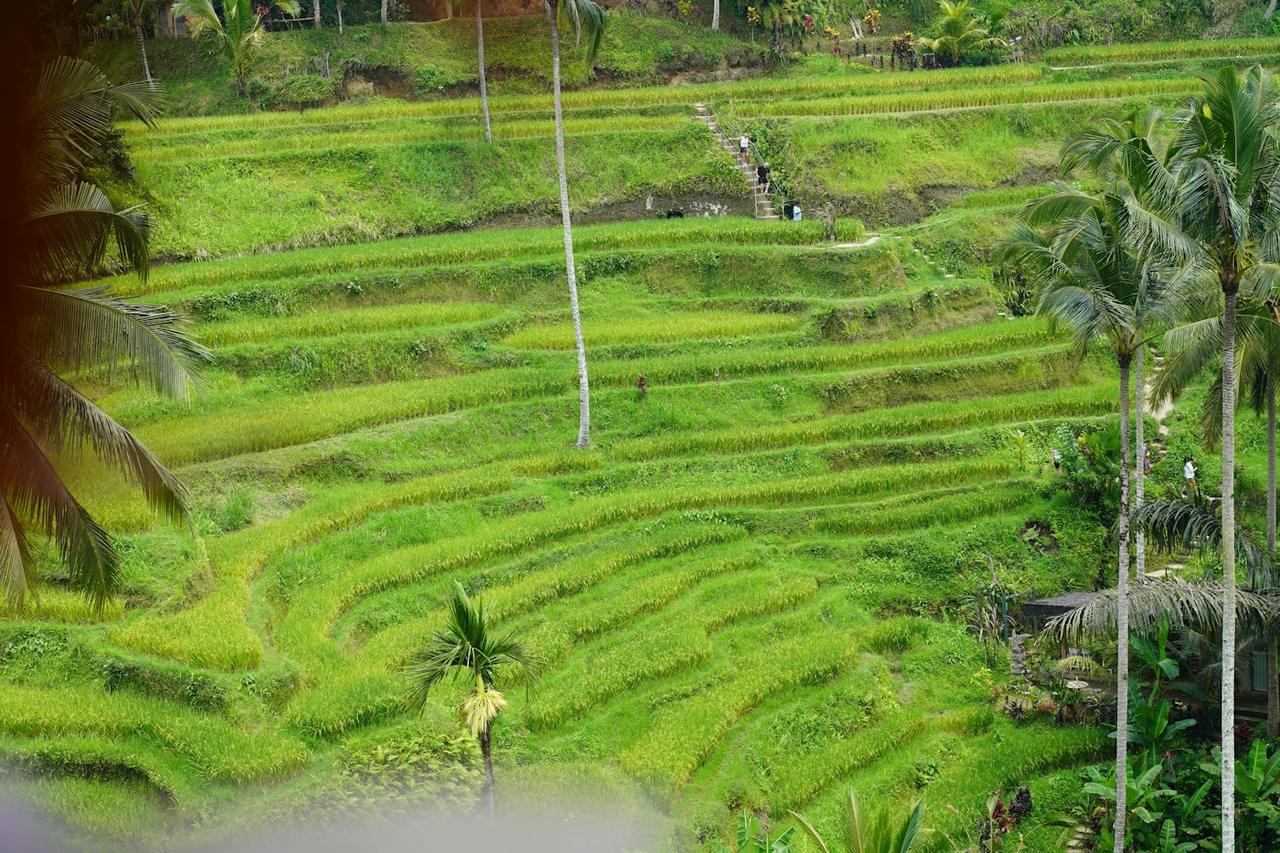 Bali Temples, Rice Terraces and Nusa Penida Group Trip
