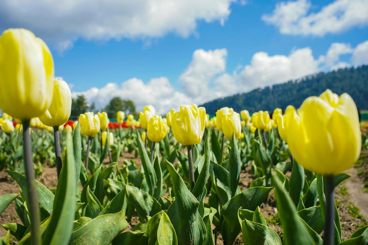Kashmir Classic: Srinagar, Gulmarg and Pahalgam