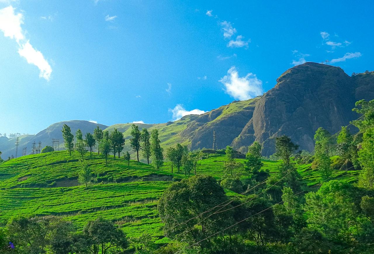 Kerala Classic: Munnar Tea Hills, Periyar and Alleppey Houseboat, photo 4