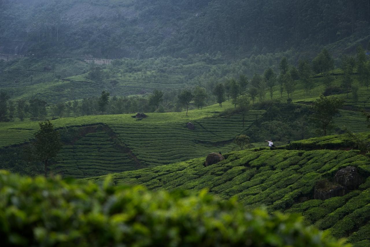 Kerala Classic: Munnar Tea Hills, Periyar and Alleppey Houseboat