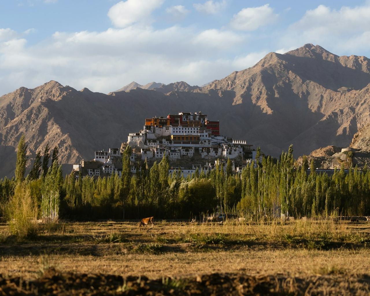 Ladakh Classic: Leh, Sham Valley, Nubra Valley and Pangong Tso, photo 3