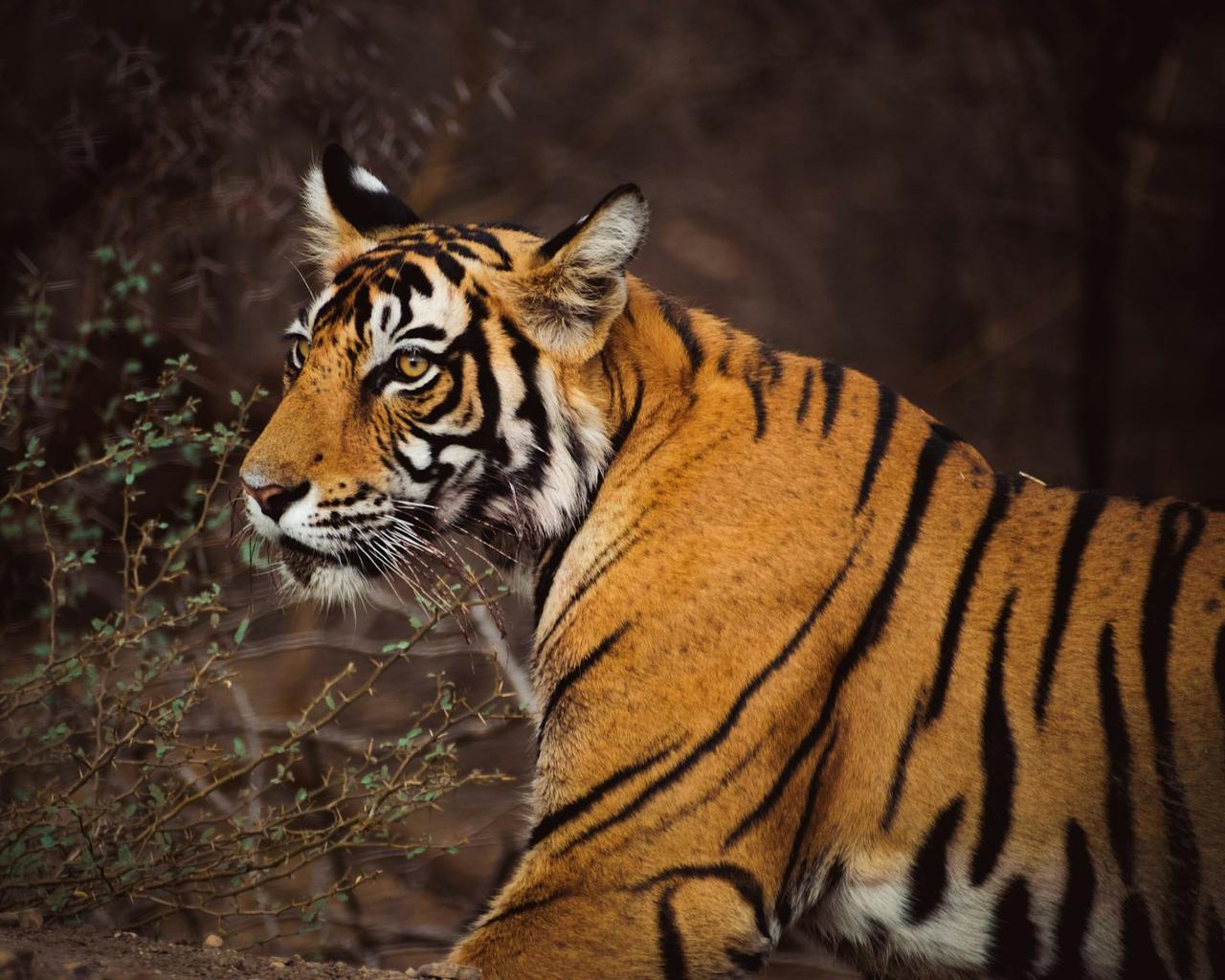 Rajasthan Family Holiday: Pushkar, Jaipur and Ranthambore Safari