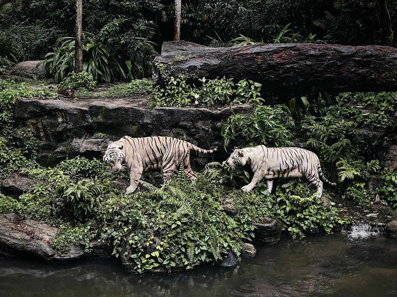 Singapore City, Sentosa and Mandai Bird Paradise Group Trip, photo 3