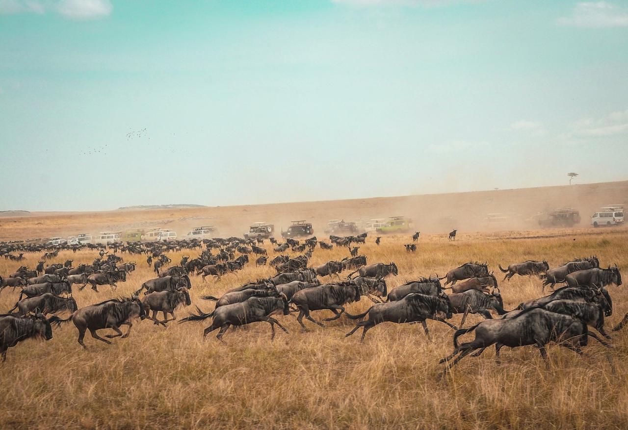 The Great African Safari