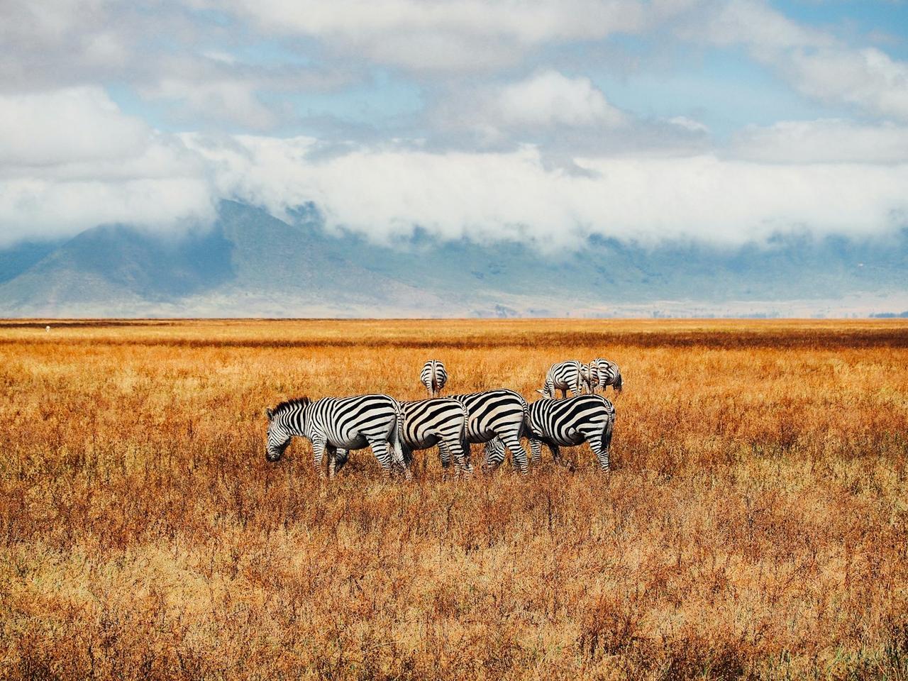 Delights Of Kenya And Tanzania Summer