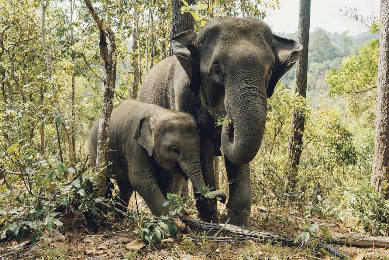 Bangkok and Chiang Mai Temples and Elephants Group Trip, photo 2