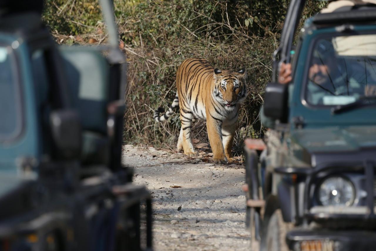 Corbett and Nainital Honeymoon: Jungle Safari, Lakeside Evenings and Candlelight