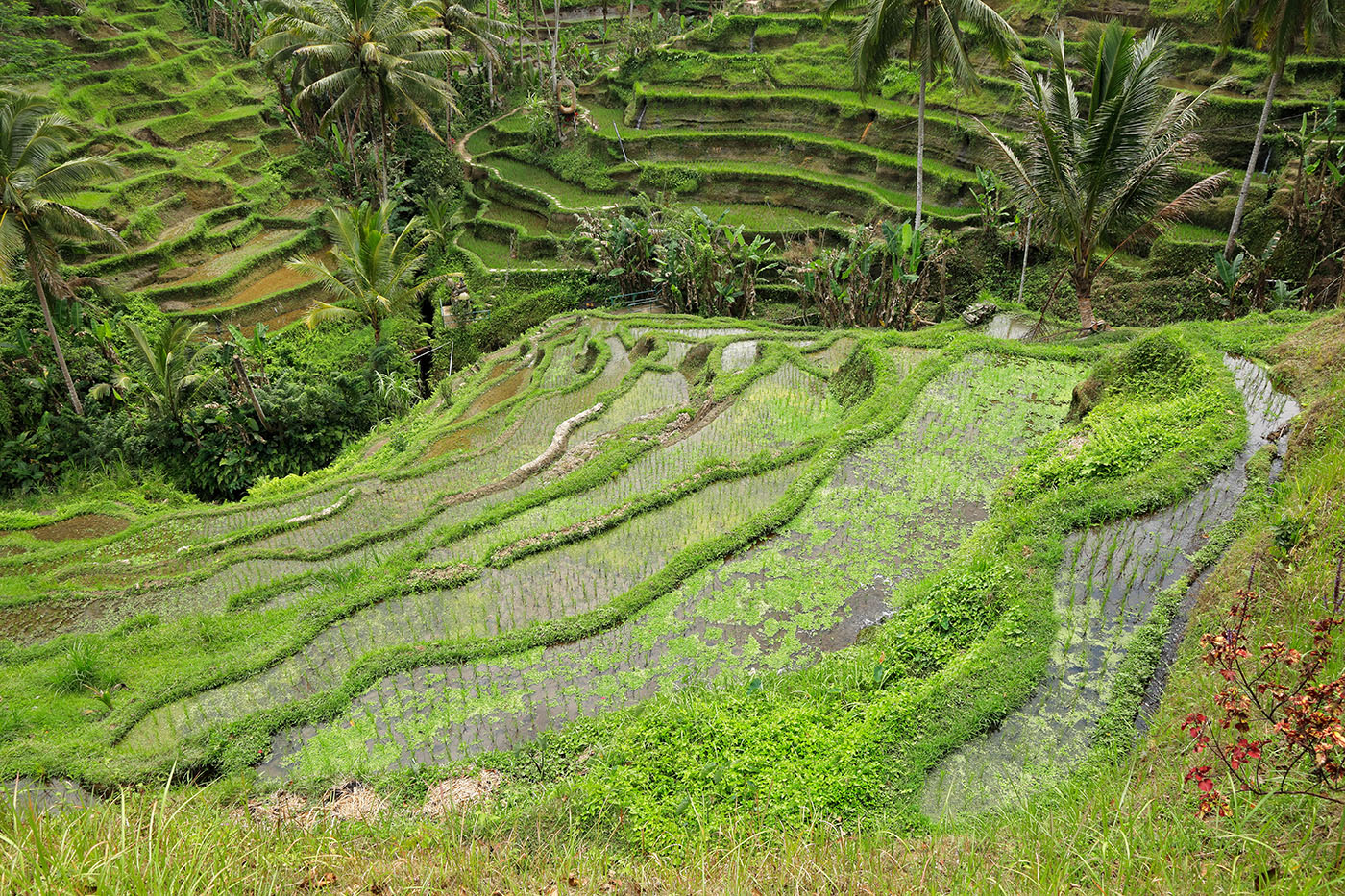 Bali Getaway